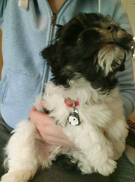 havanese bichon ava.jpg